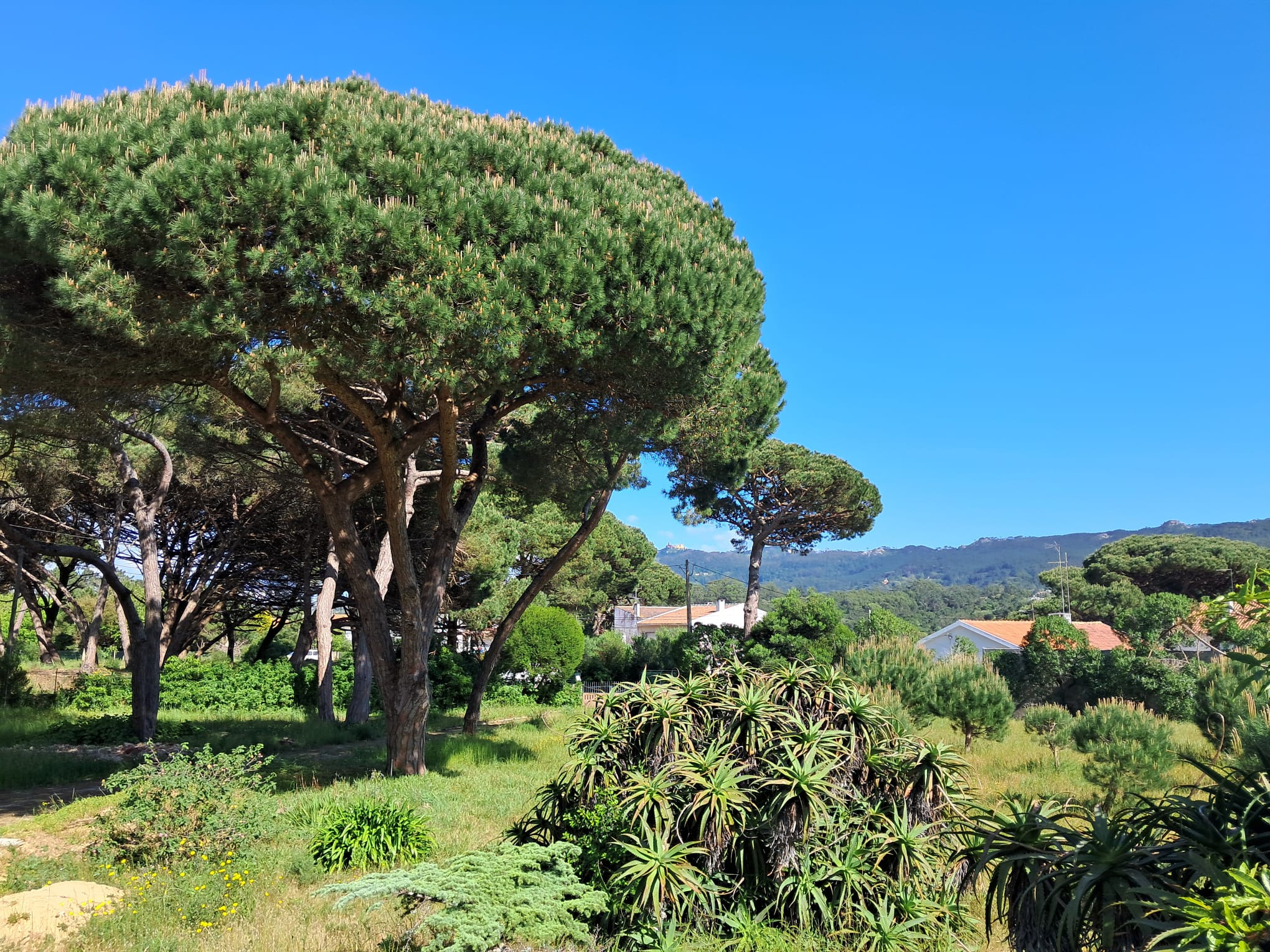 The plot and pine trees with views of the Sintra mountains